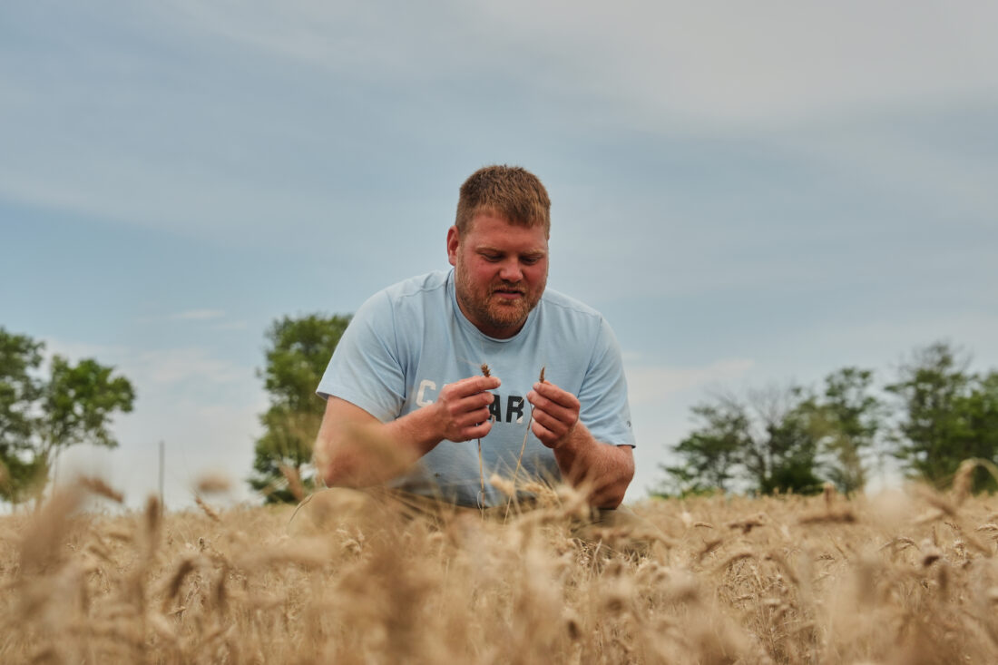 Farmers turn to perennial grains as one answer to extreme weather